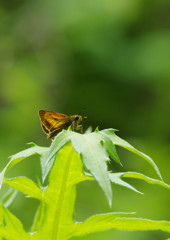 花と虫達　セセリチョウ？　Ⅱ