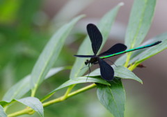 虫達を追って　イトトンボ