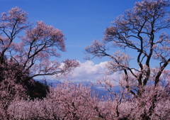 旅写真　アンズの里　Ⅱ