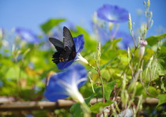 花と蝶　クロアゲハ