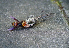 弱肉強食　スズメバチ