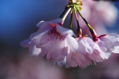 仲春　桜　Ⅱ