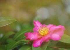 短日　サザンカ