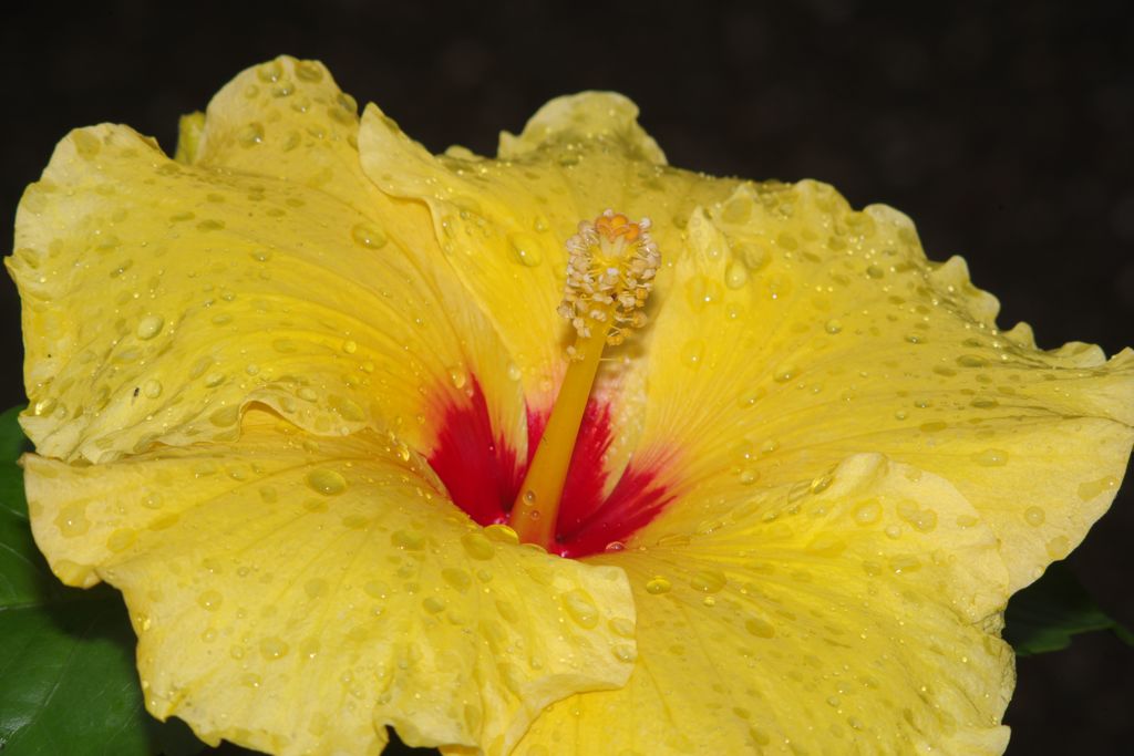 仲夏　ハイビスカス