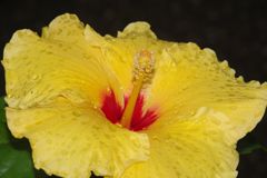 仲夏　ハイビスカス