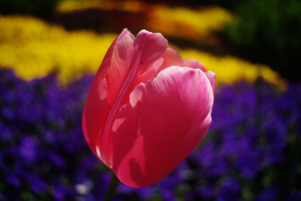 OLD LENS  チューリップ　Ⅲ