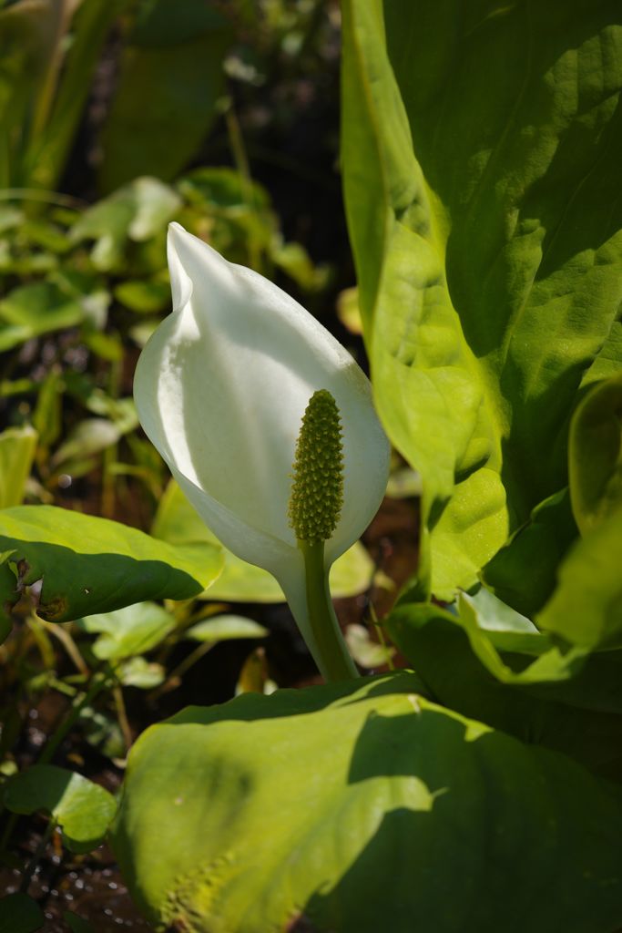 春風　ミズバショウ　Ⅱ
