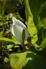 春風　ミズバショウ　Ⅱ