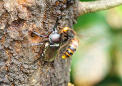 花と虫達　カブトムシ