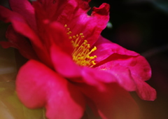 山茶花