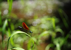 立夏　カワトンボ　Ⅱ