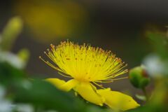 万緑　ビヨウヤナギ　Ⅱ