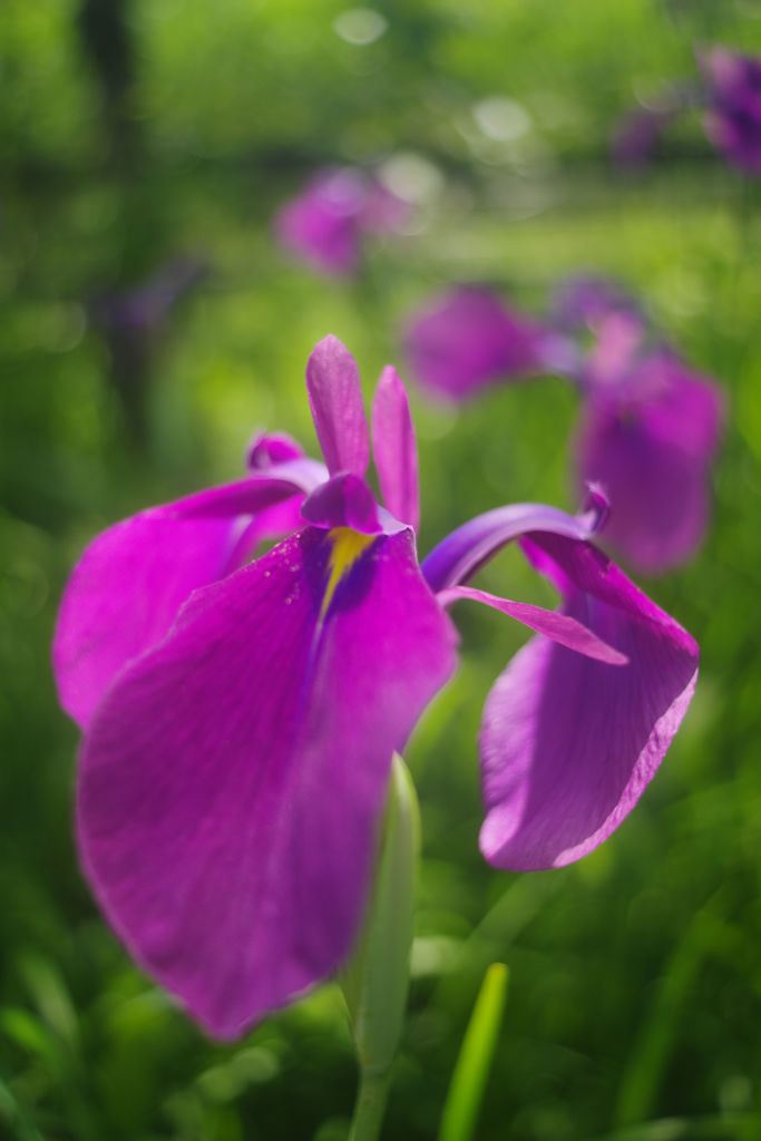 路傍　ノハナショウブ　Ⅲ