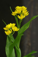 春爛漫　キンラン　Ⅱ