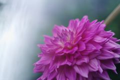 晩夏　ダリア