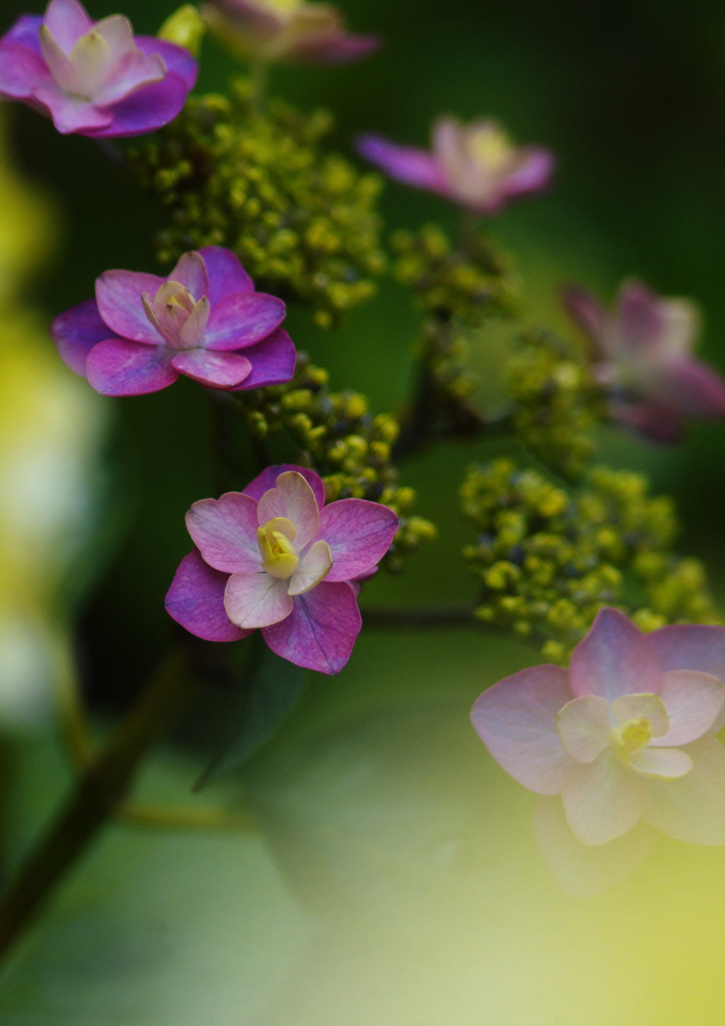 紫陽花　Ⅱ