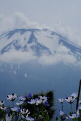 万緑　ネモフィラ　（花の都公園）