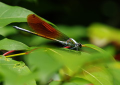 花と虫達　カワトンボ