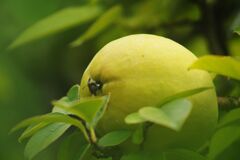 白露　カリン（盆栽）