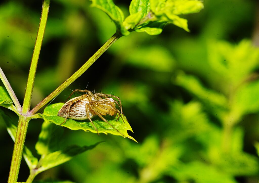 季夏　蜘蛛　Ⅱ