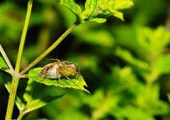 季夏　蜘蛛　Ⅱ