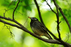 野鳥を探して　ツグミ