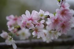 行秋　十月桜