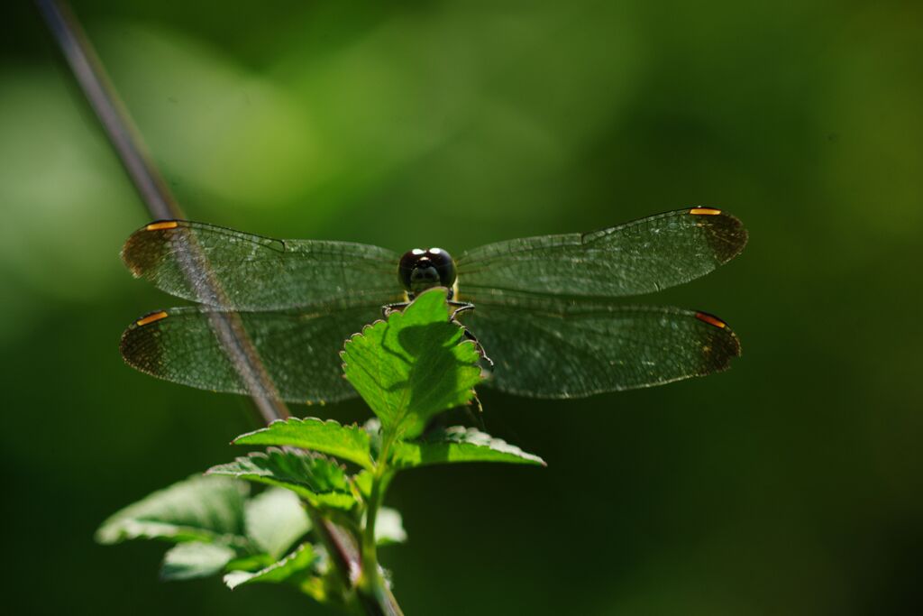 行秋　トンボ