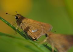 路傍　セセリチョウ