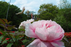 春の息吹　牡丹