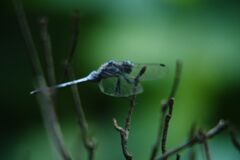 シオカラトンボ