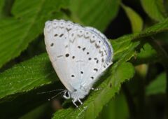 秋思　シジミチョウ
