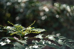 OLD LENS  ヒイラギ？