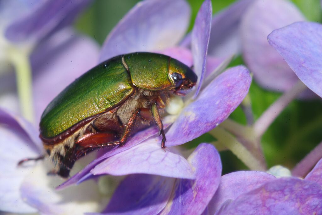 蝉時雨　アオドウガネ