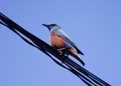 野鳥を探して　ツグミ