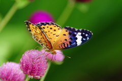 虫達を追って　ツマグロヒョウモン　Ⅱ