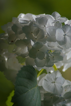 紫陽花