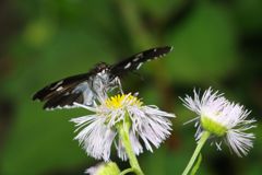 初夏　ダイミョウセセリ　Ⅱ