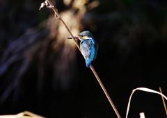 野鳥を探して　カワセミ Ⅱ