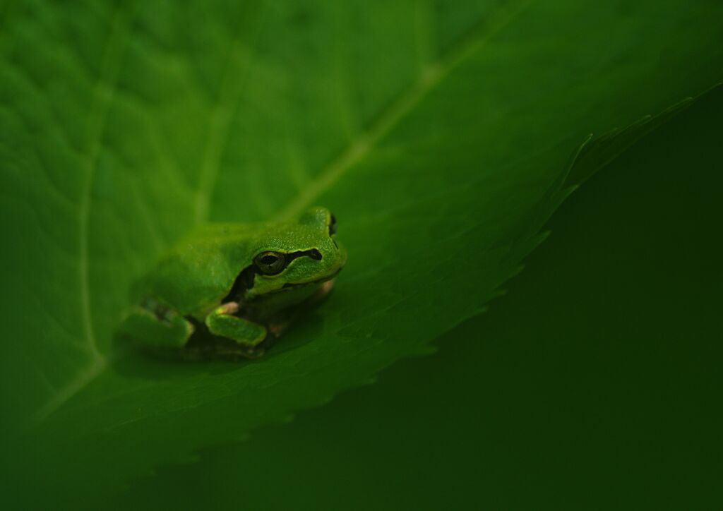 アマガエル