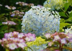 万緑　アジサイ