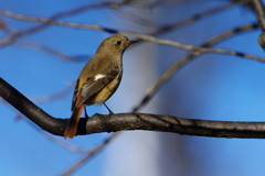 野鳥を探して　ジョウビタキ　Ⅱ