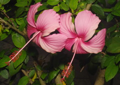 蝉時雨　アイビスカス