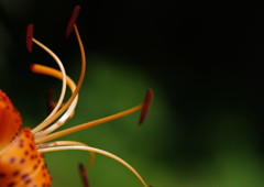 路傍　オニユリ