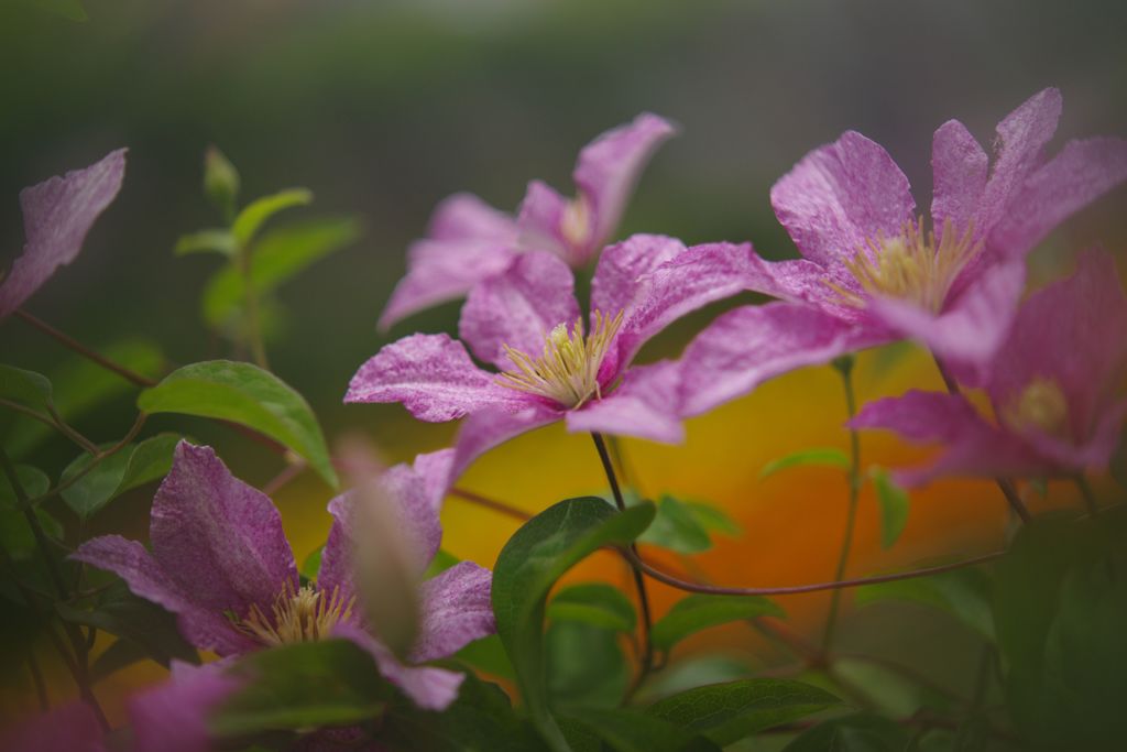 立夏　テッセン　Ⅱ