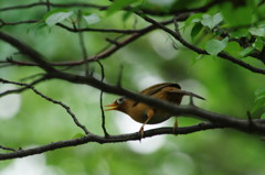 野鳥を探して　？？