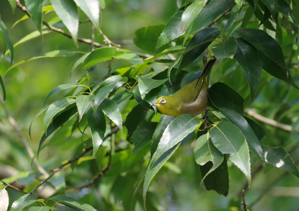 野鳥を探して　メジロ