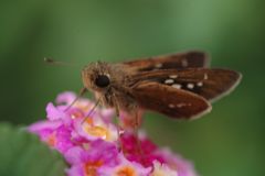 晩夏　セセリチョウ　Ⅱ