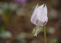 春風　シクラメン