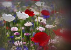 立夏　シャレイポピー　Ⅱ